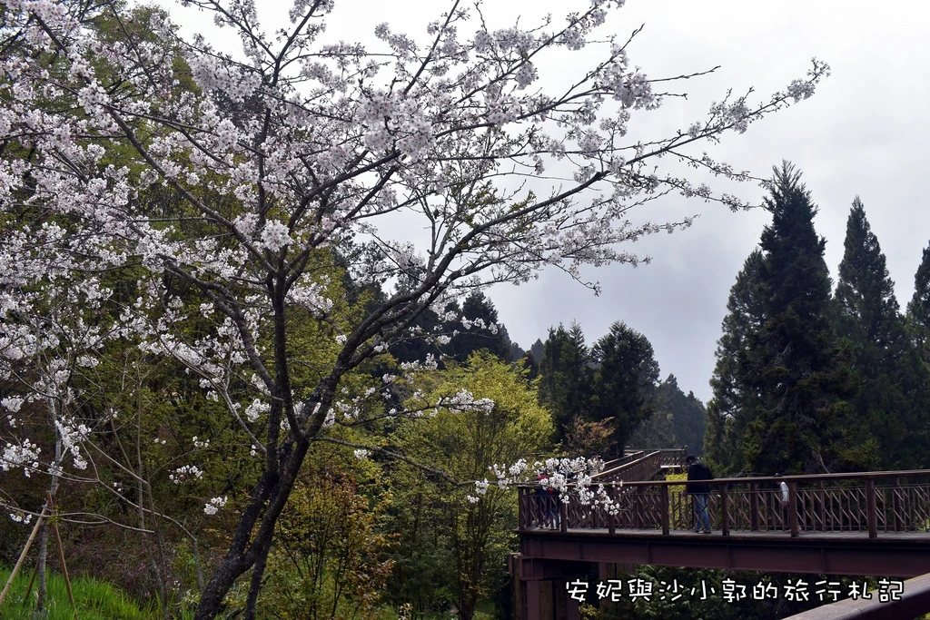 2023阿里山櫻花季》最新花況、7大賞櫻景點、交通管制、免費接駁車
