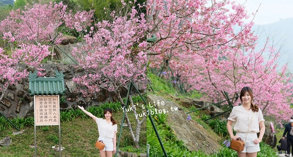 2023阿里山櫻花季》最新花況、7大賞櫻景點、交通管制、免費接駁車