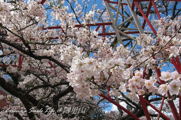 2023阿里山櫻花季》最新花況、7大賞櫻景點、交通管制、免費接駁車
