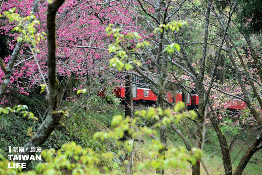 2023阿里山櫻花季》最新花況、7大賞櫻景點、交通管制、免費接駁車