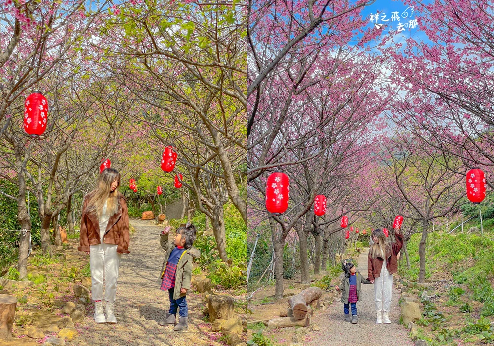 2023陽明山海芋季》竹子湖海芋園、採海芋活動、交通資訊