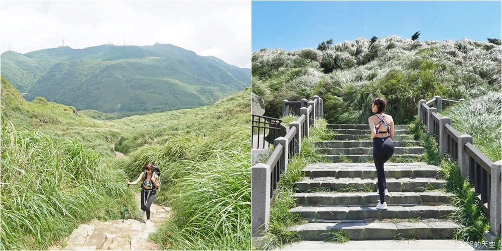 2023陽明山海芋季》竹子湖海芋園、採海芋活動、交通資訊