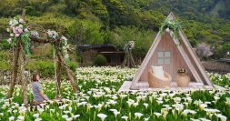 陽明山竹子湖海芋園