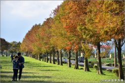 宜蘭落羽松秘境》8個落羽松景點、民宿推薦，三層坪預約方法一次看 - LazyBag 懶人包